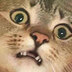 Gato con bot